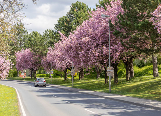 Kirschblütenbäume in Buchen